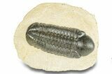 Prone Reedops Trilobite - Atchana, Morocco #255594-3